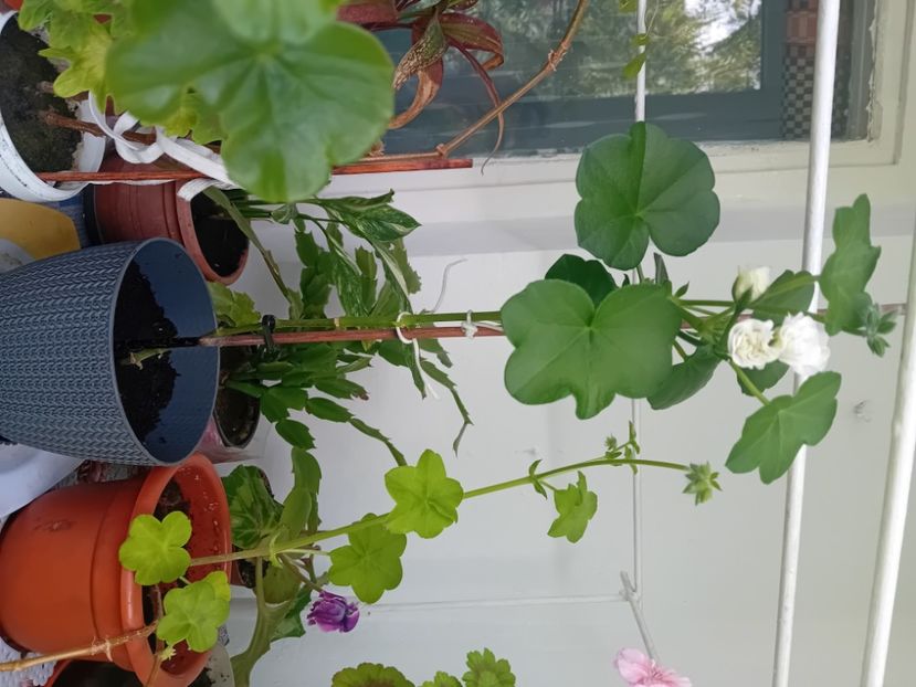  - Mușcata trandafir Ice Rose