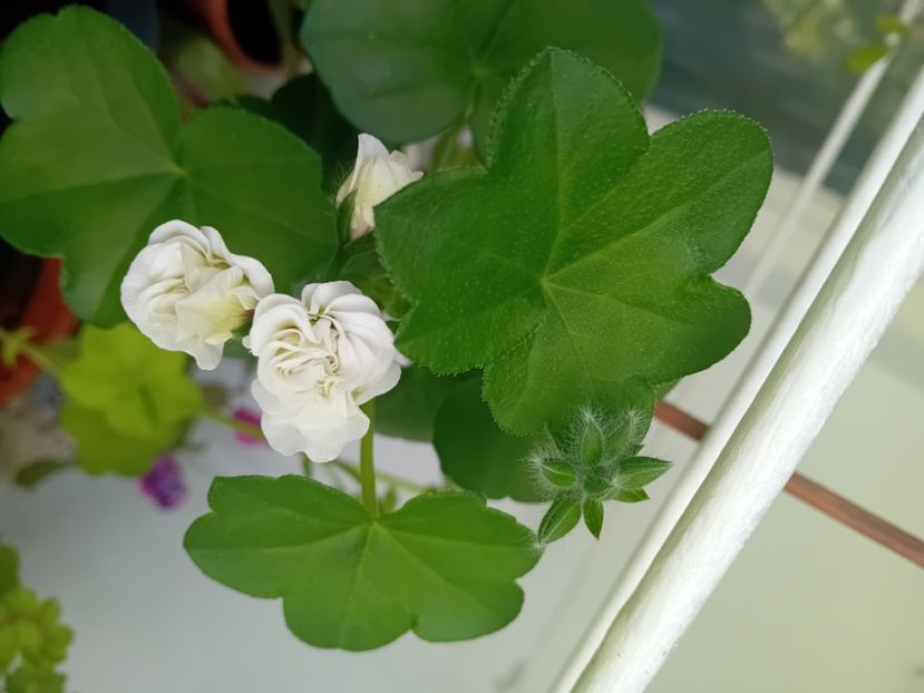  - Mușcata trandafir Ice Rose