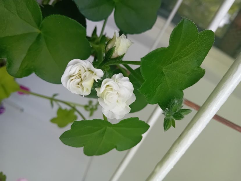  - Mușcata trandafir Ice Rose