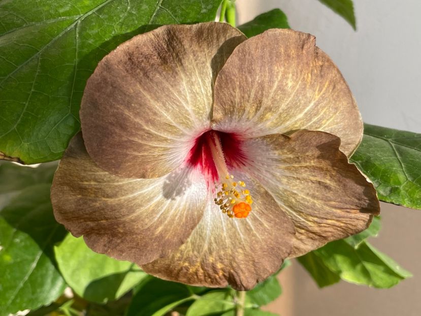  - 001 - Hibiscusi 2024 - 2