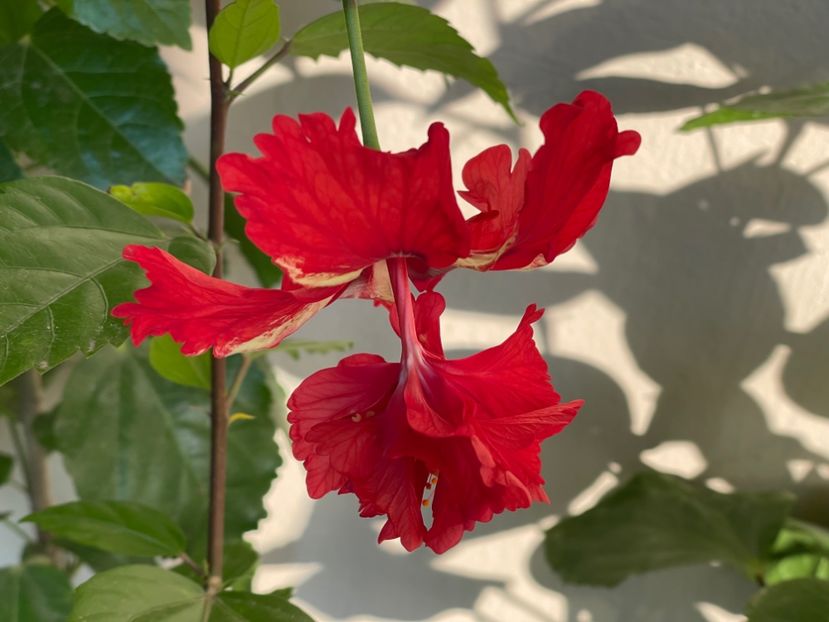  - 001 - Hibiscusi 2024 - 2