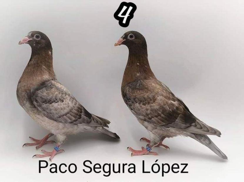  - Nu îmi aparțin 7