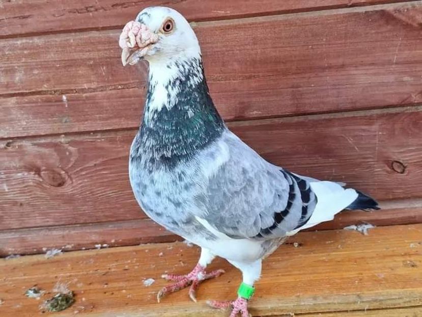  - Nu îmi aparțin 7