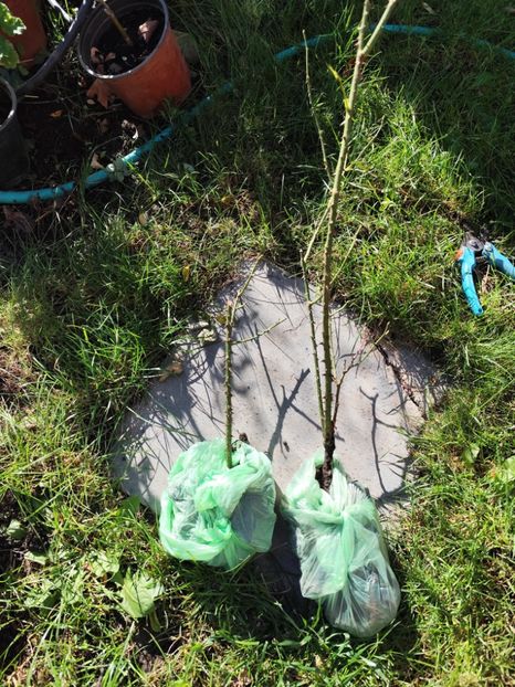 Princess Ann - Diverse 3