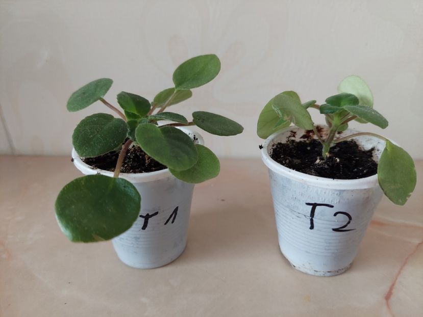 Tamiana(10-x-2024) - Primuline 2024