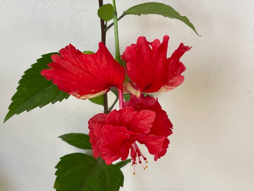  - 001 - Hibiscusi 2024 - 2