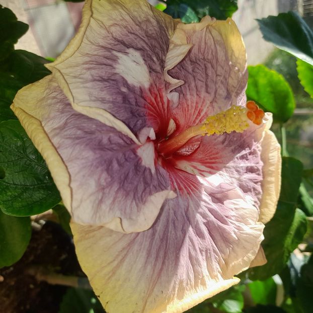  - Chi s Garden Shalom