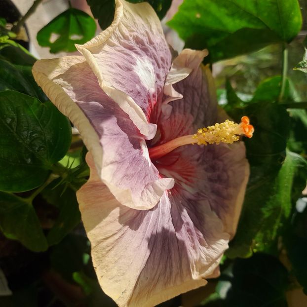  - Chi s Garden Shalom