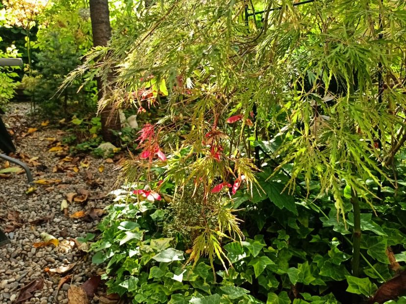 10.10.2024 - Grădina 2024 continuare 4