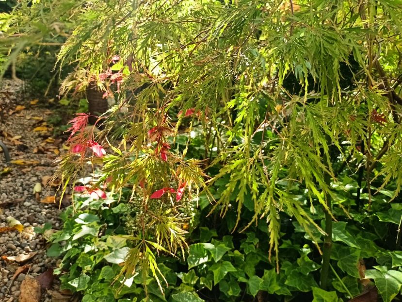  - Grădina 2024 continuare 4