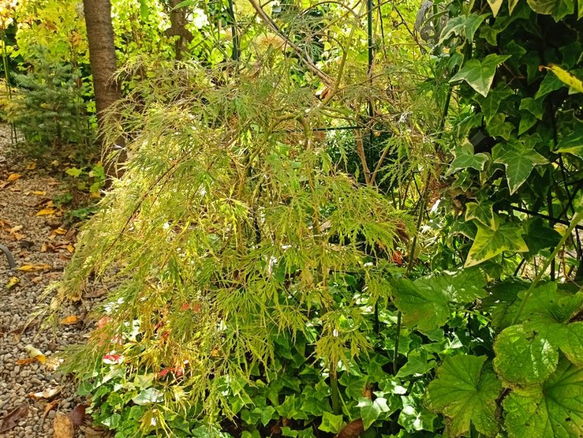 Hana Matoi (Prince Charming) - Grădina 2024 continuare 4