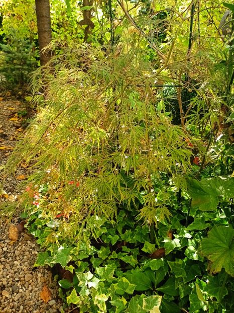  - Grădina 2024 continuare 4