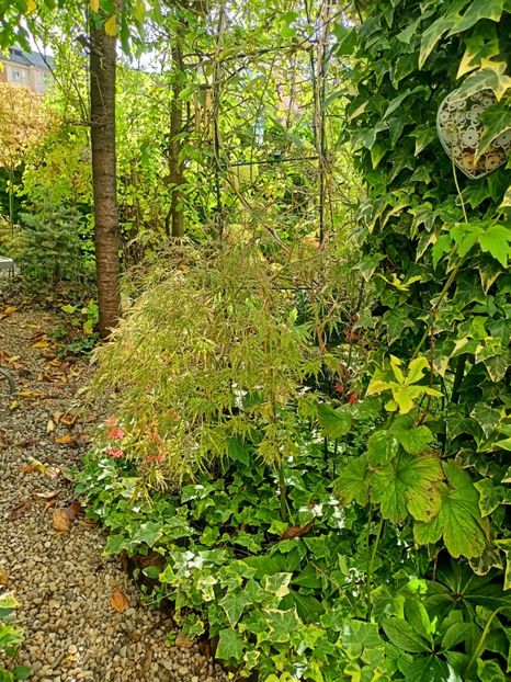  - Grădina 2024 continuare 4