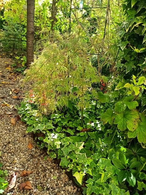  - Grădina 2024 continuare 4