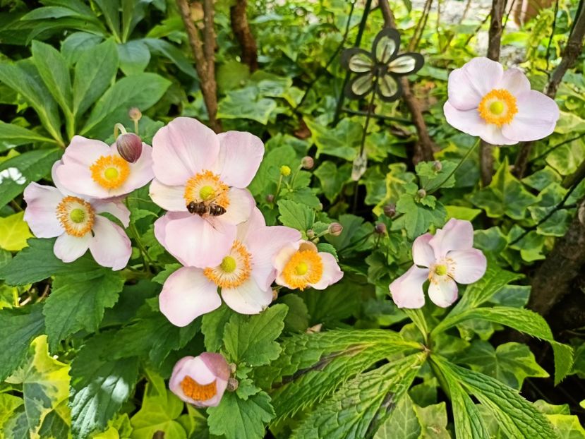  - Grădina 2024 continuare 4