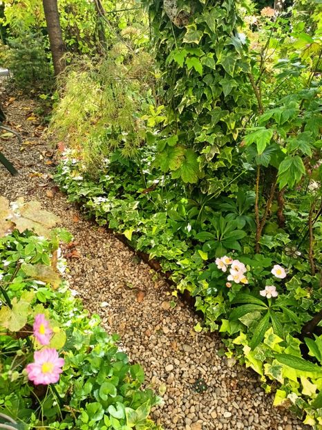  - Grădina 2024 continuare 4