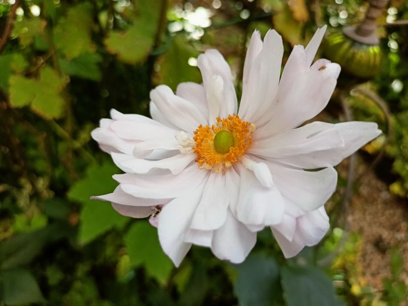  - Grădina 2024 continuare 4