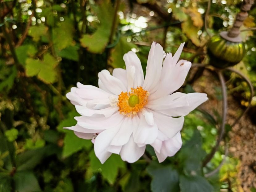  - Grădina 2024 continuare 4