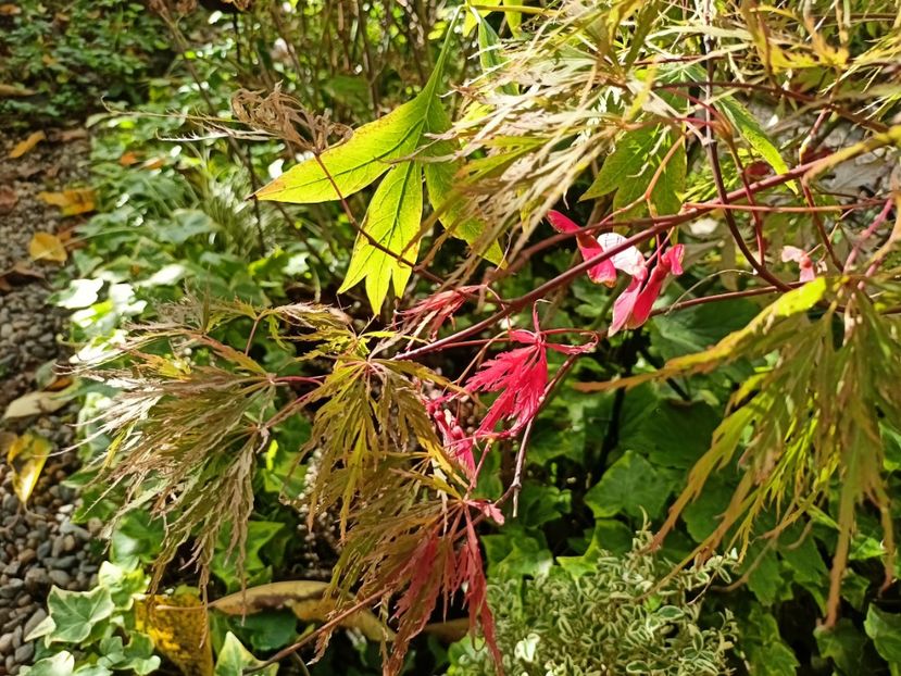  - Grădina 2024 continuare 4