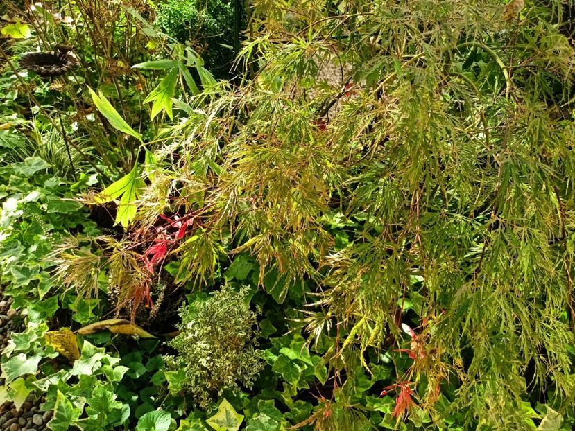  - Grădina 2024 continuare 4