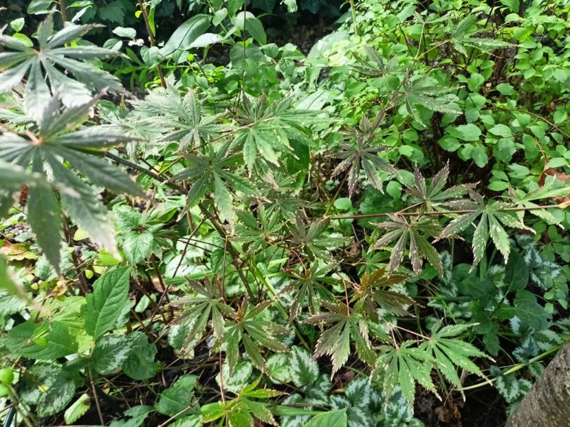 Trompenburg - Grădina 2024 continuare 4