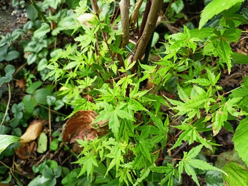 Phoenix - Grădina 2024 continuare 4