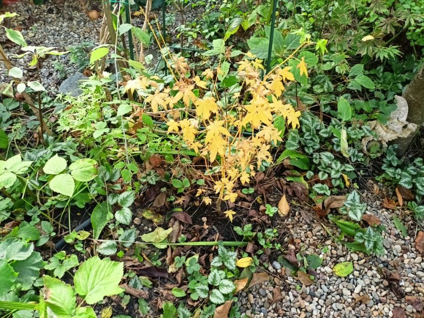 Bi Hoo - Grădina 2024 continuare 4