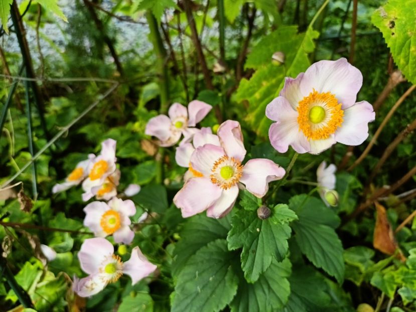  - Grădina 2024 continuare 4