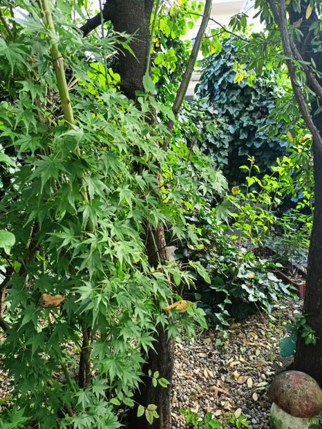 Taiyo-Nishiki - Grădina 2024 continuare 4