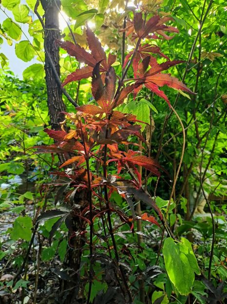  - Grădina 2024 continuare 4