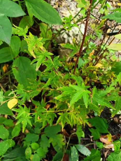 Sango Kaku - Grădina 2024 continuare 4