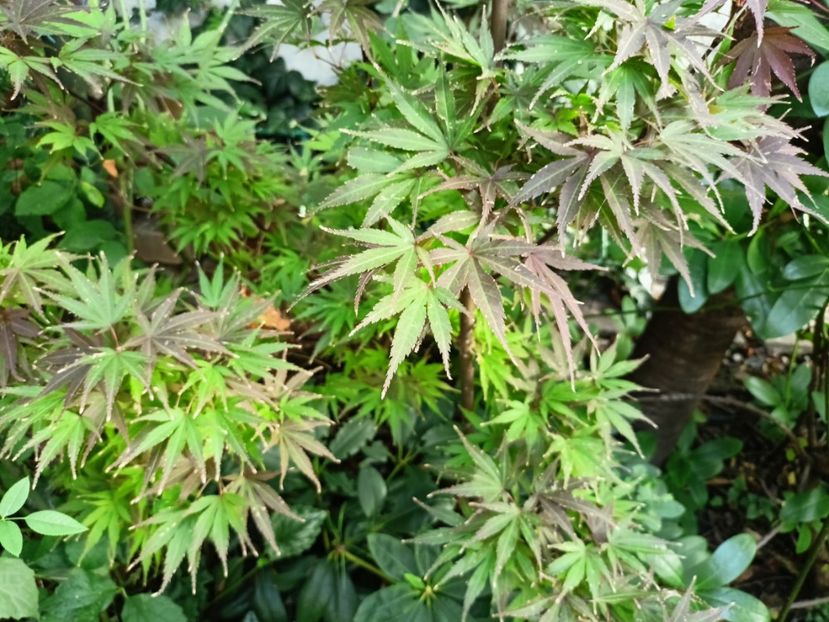 Pixie - Grădina 2024 continuare 4