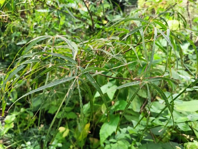 Hubbs Red Willow - Grădina 2024 continuare 4