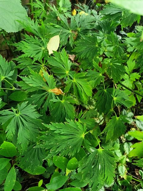 Mai Kujaku - Grădina 2024 continuare 4