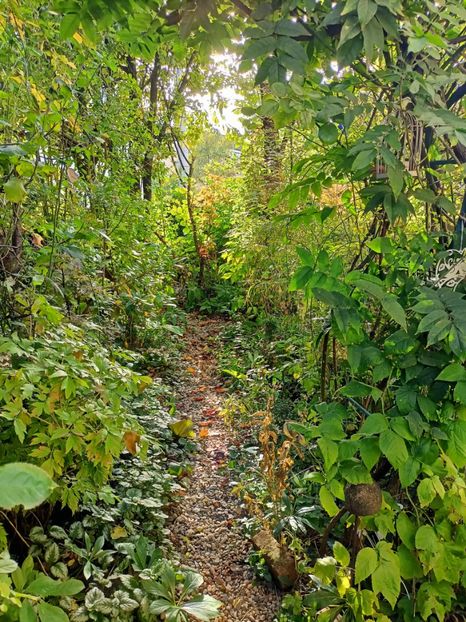  - Grădina 2024 continuare 4