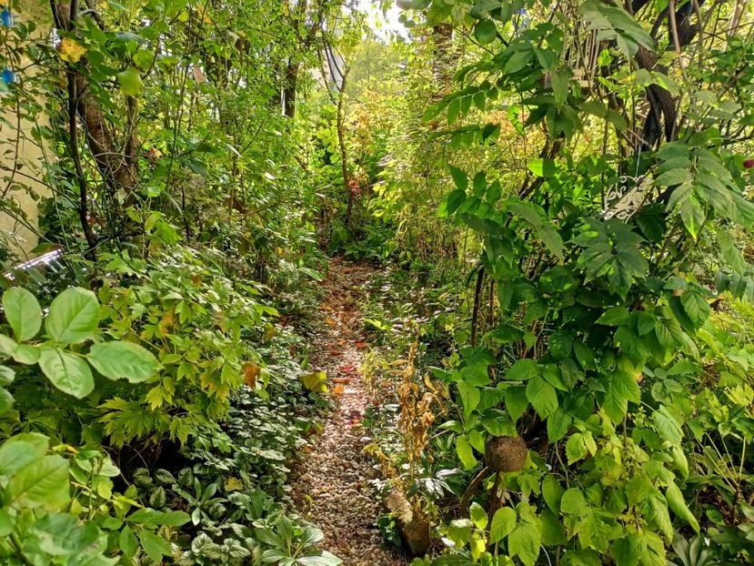  - Grădina 2024 continuare 4