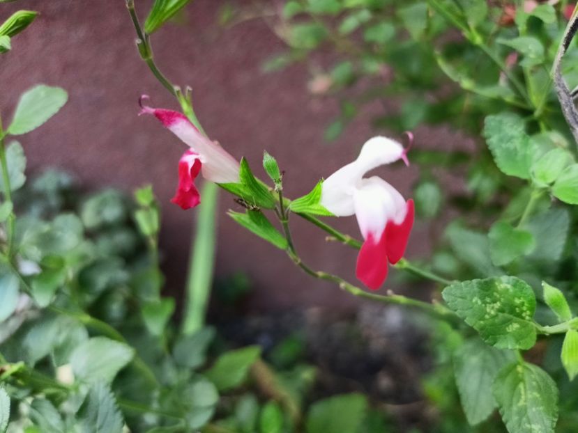 Salvia Hot Lips - Grădina 2024 continuare 4