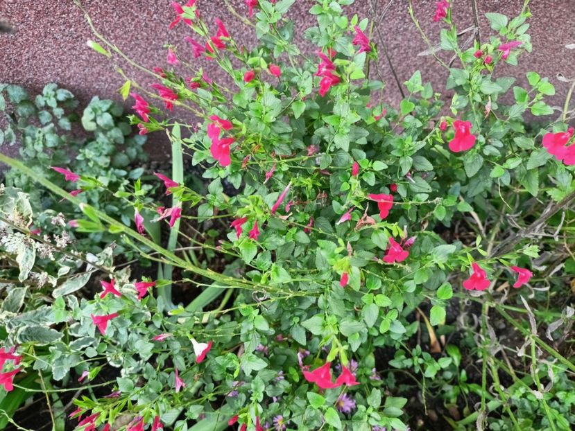  - Grădina 2024 continuare 4