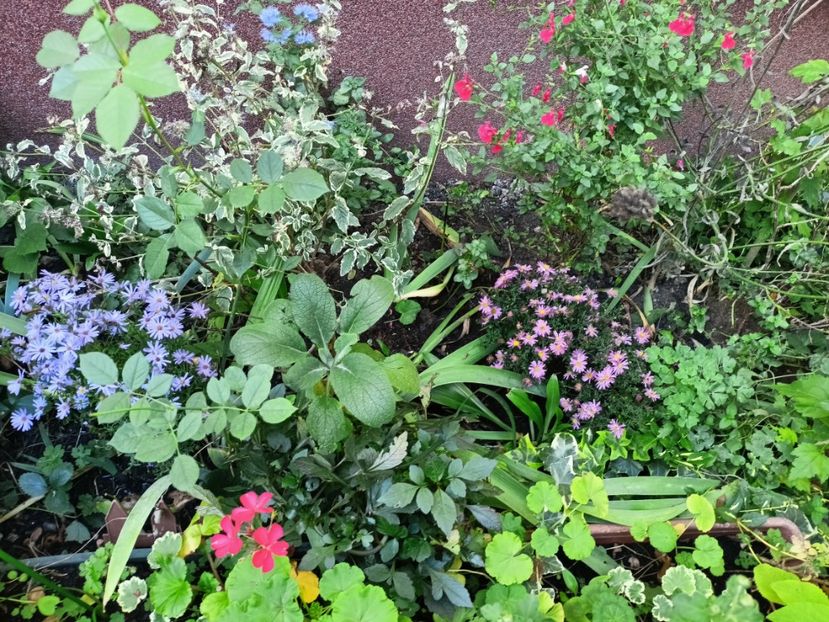  - Grădina 2024 continuare 4