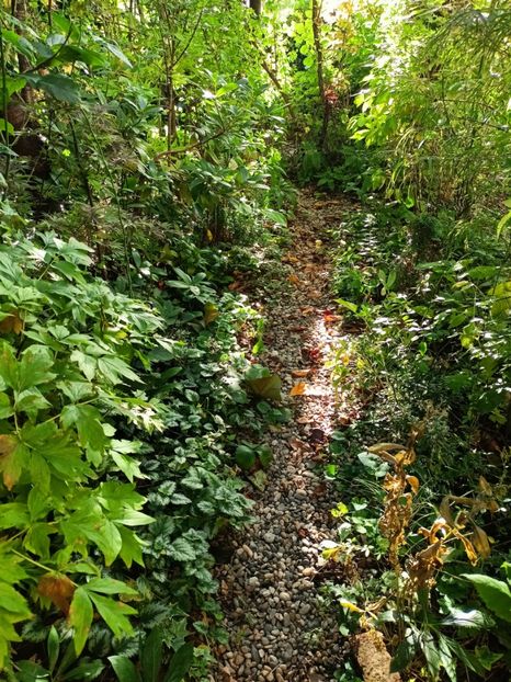  - Grădina 2024 continuare 4