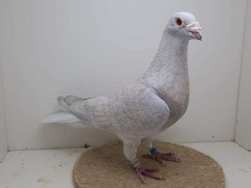  - Nu îmi aparțin 7