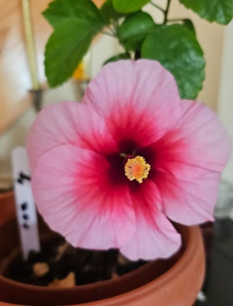 4 - Hibiscus