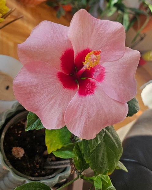 - Hibiscus