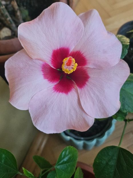 3 - Hibiscus