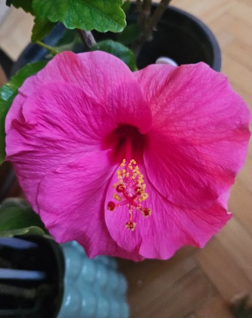 1 - Hibiscus