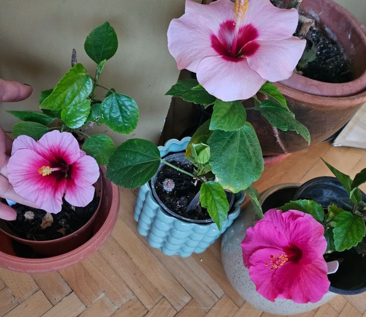  - Hibiscus