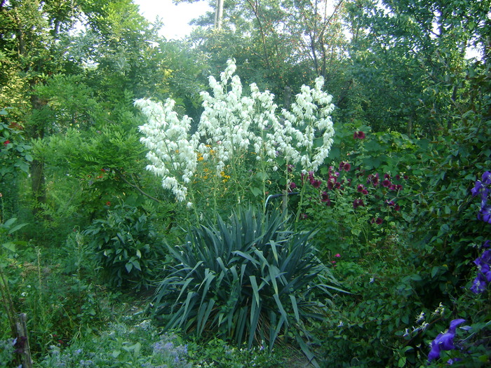 yucca de gradina