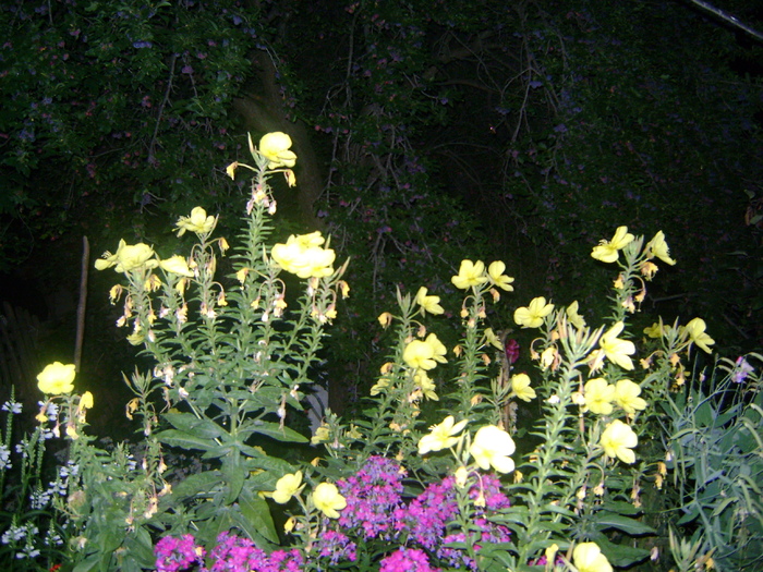 oenothera