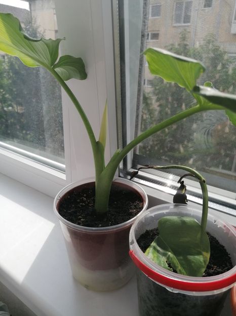 7f2eb5ac-b470-4d05-9634-df90d32607b8-1_all_584 - Cala albă floare