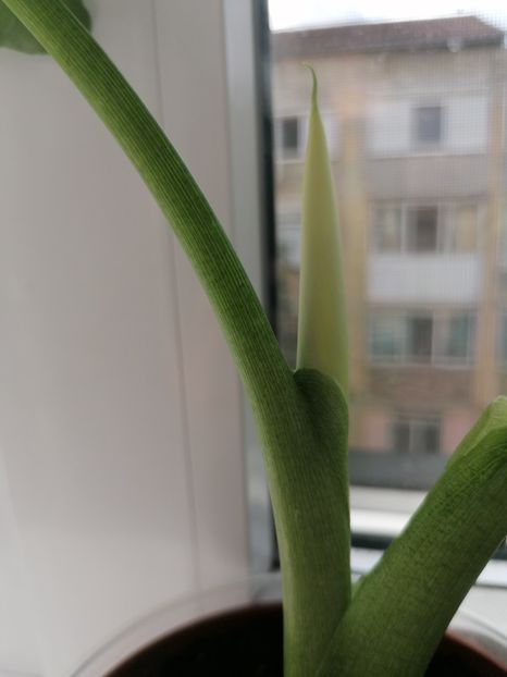 7f2eb5ac-b470-4d05-9634-df90d32607b8-1_all_585 - Cala albă floare